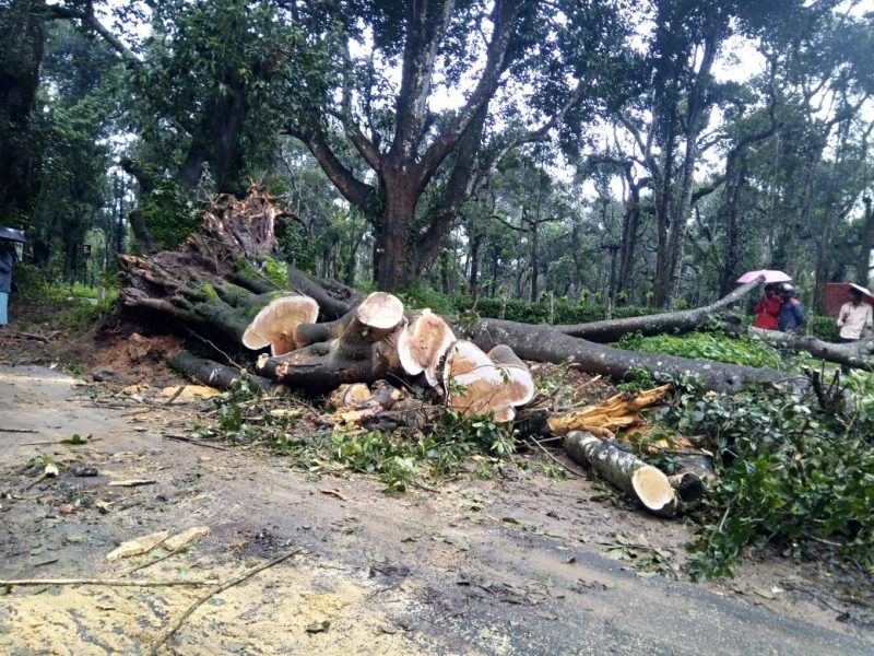ckm rain tree av 2