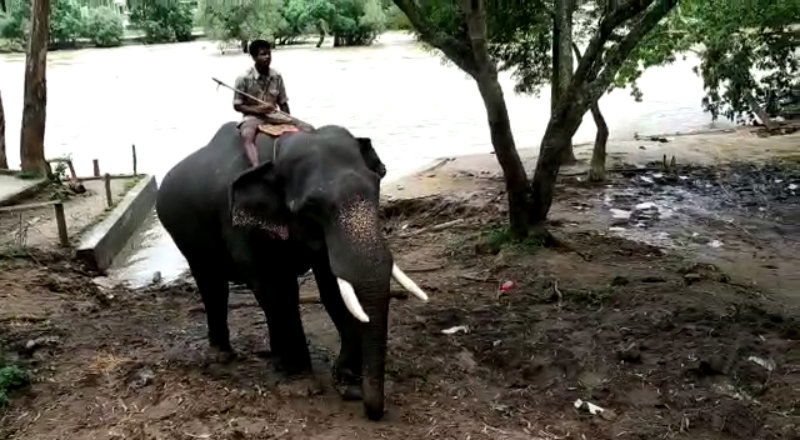 dubari aane bidara kodagu 1