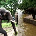 dubari aane bidara kodagu