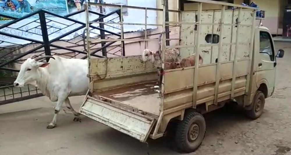 hbl cow 4