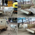hbl cow collage copy