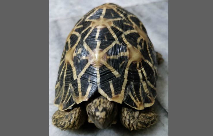 star tortoise 1