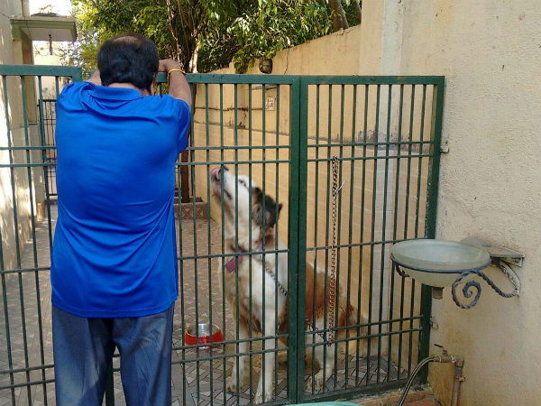 1 ambareesh pet dogs 1543135890