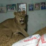 AHAMEDBAD LION ENTRY