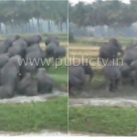 ANE Elephant copy