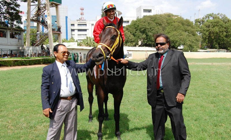 Ambi horse update 3 copy