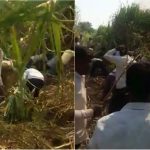 BIJ SUGAR CANE