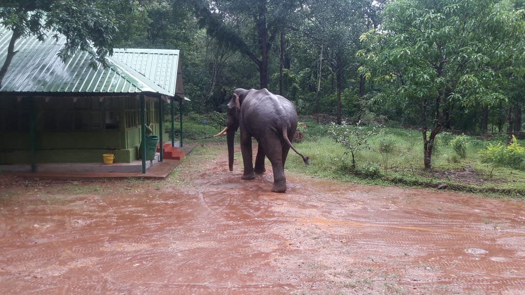CKM good elephant 2