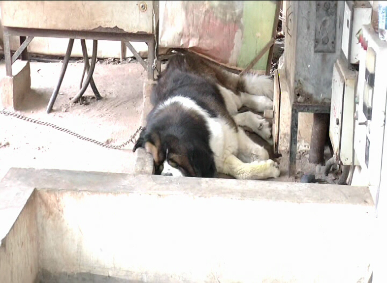 DOG
