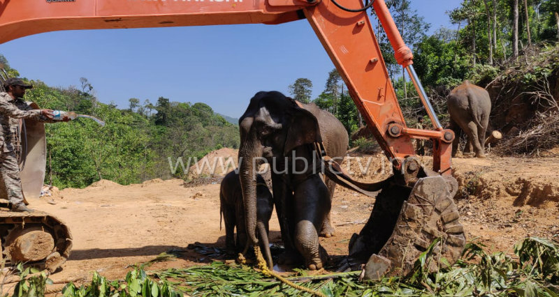 HSN ELEPHANT DEATH AV 3 copy