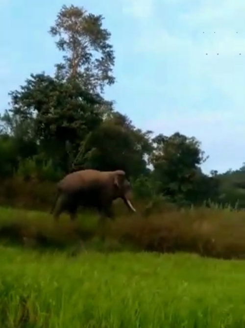 HSN ELEPHANT