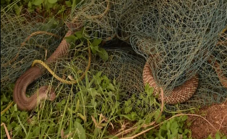Hebbala snake 4