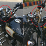 MNG SNAKE copy