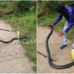 UDP KING COBRA copy