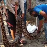 UDP SNAKE