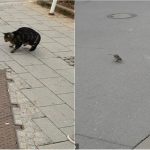 cat rat