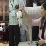 dog show copy