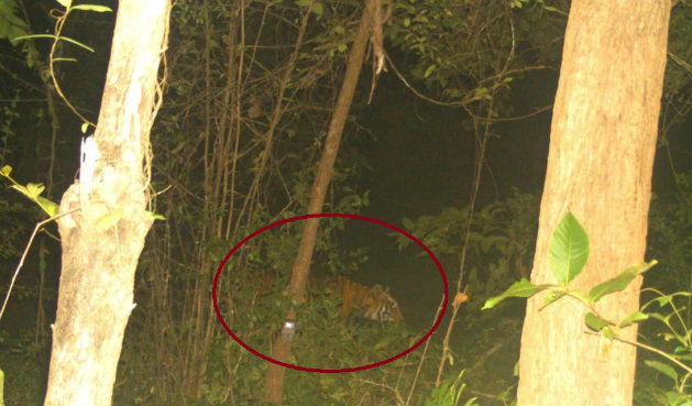 kwr tiger rescue 3