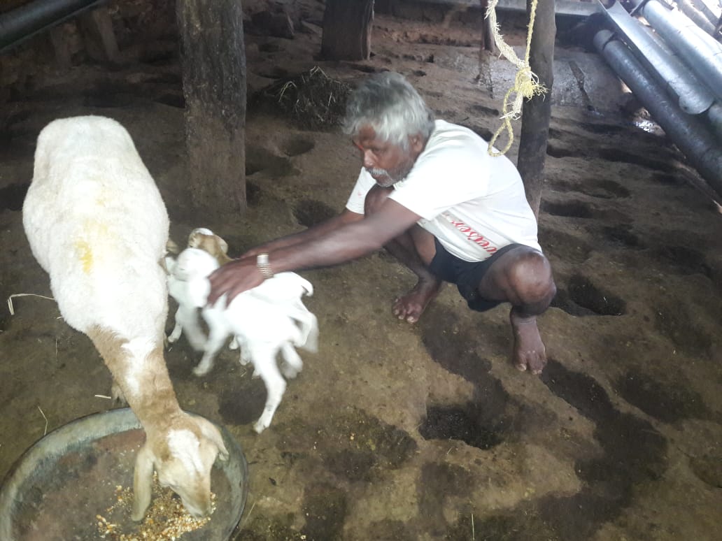 mnd sheep 2