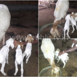 mnd sheep collage copy