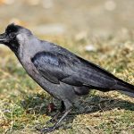 ranchi crow 1