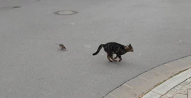 rat cat 1