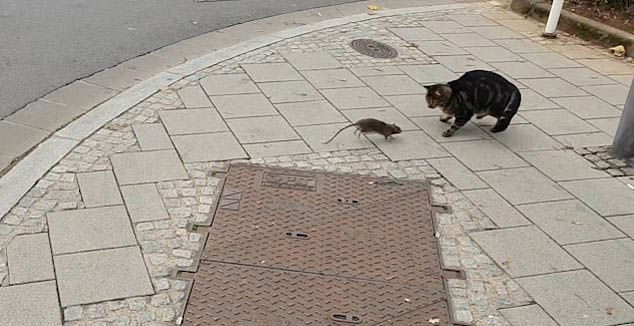 rat cat 2