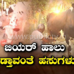 rcr beer milk copy