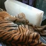 up tiger murder
