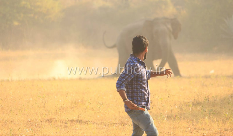 ANE ELIPHANT 1