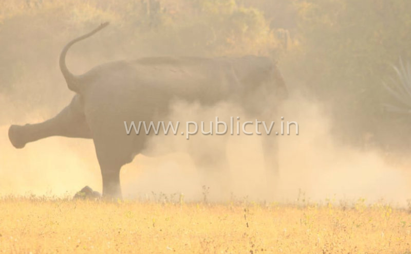 ANE ELIPHANT 3