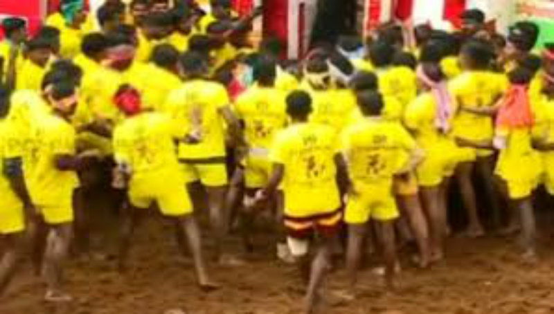 Bull Tamil Nadu 1