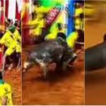 Bull Tamil Nadu 2