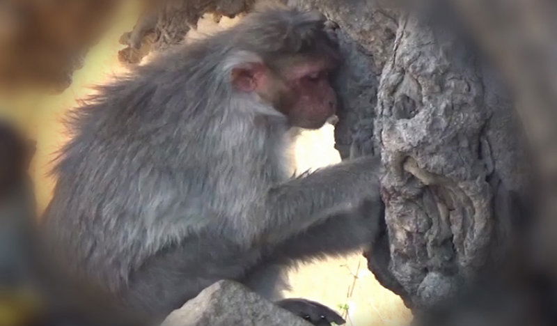 CKB MONKEY 5