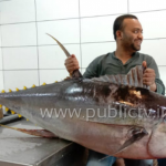 FISH copy 1