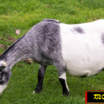 GOAT copy