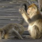 MONKEY