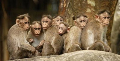 big monkeys