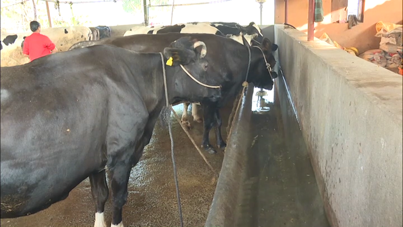 ckd cow 1