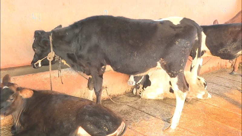 ckd cow 2