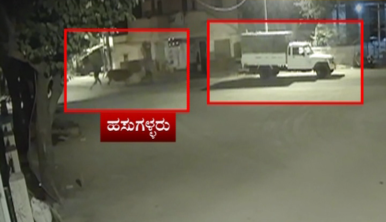 cow theft 2