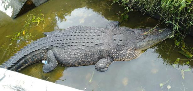 crocodile 2