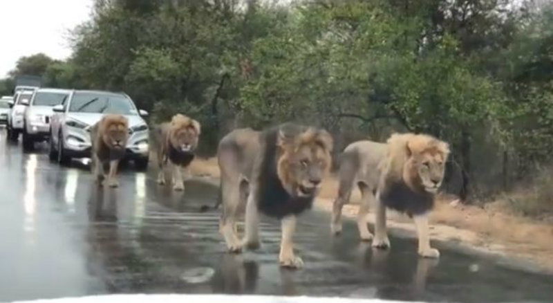 lion on road 1