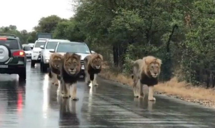 lions on road 2
