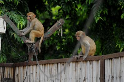 monkey florida herpes b