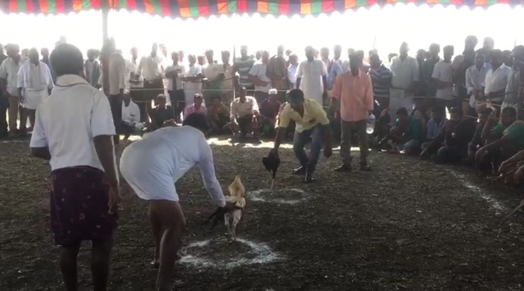 rcr koli pandya