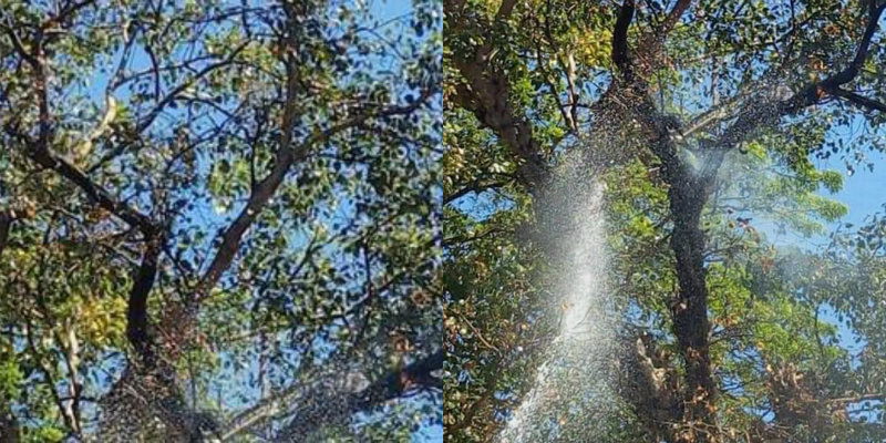 sabarimala tree new