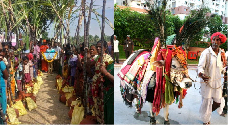 sankranti images 1