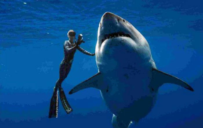 shark 2