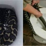 toilet snake